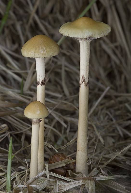 Stropharia semiglobata